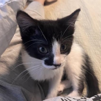 BUBLY - Domestic Medium Hair available for adoption