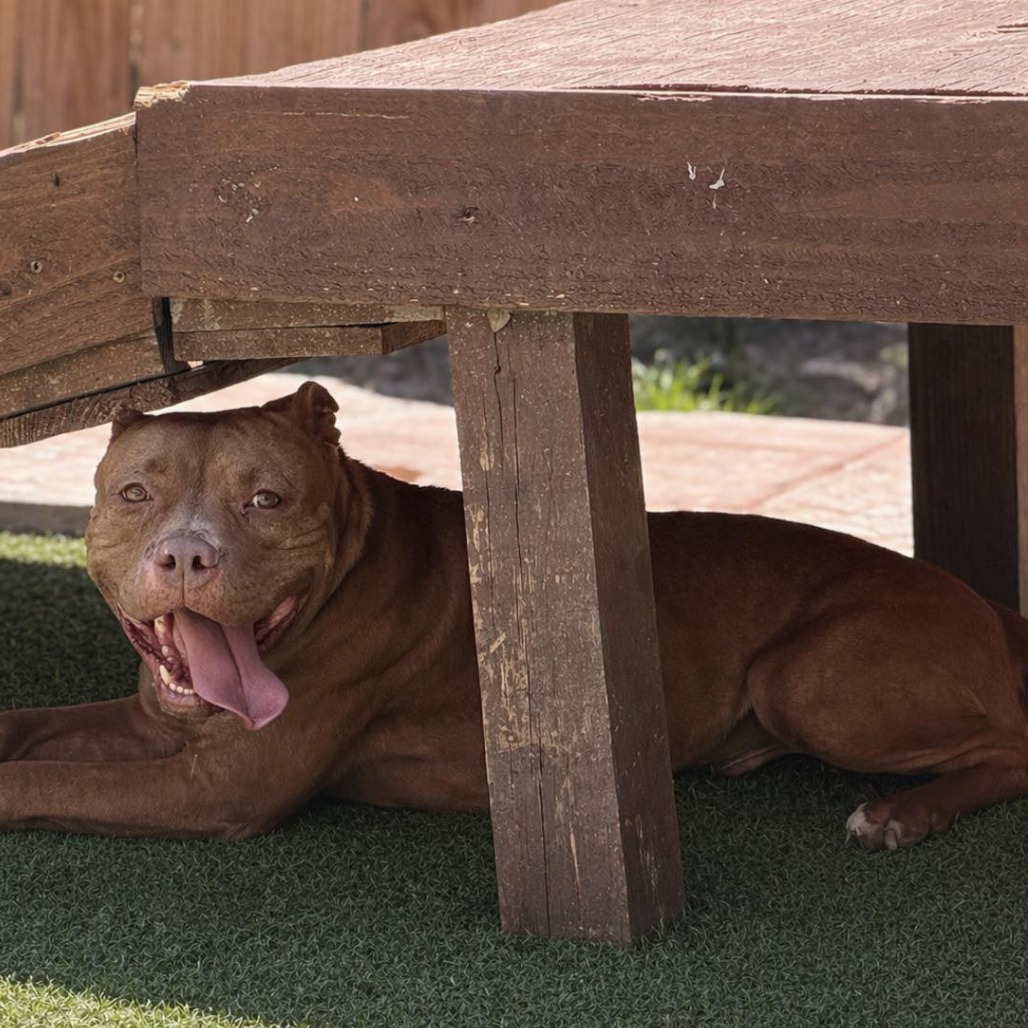 Photo of Honey "Reddy"