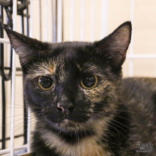 REESE CUP - Domestic Shorthair for adoption in Alexandria