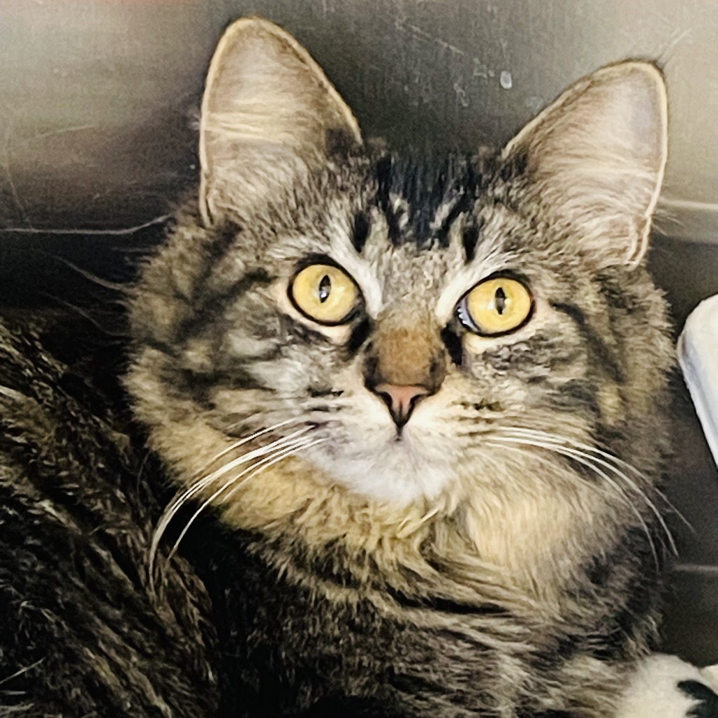 Lulu available through our Foster to Adopt Program, photo 7