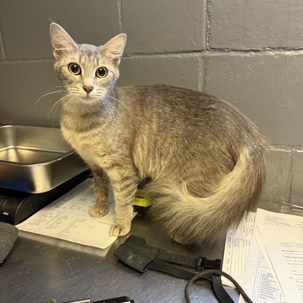Tusc Stray 84789 2 3