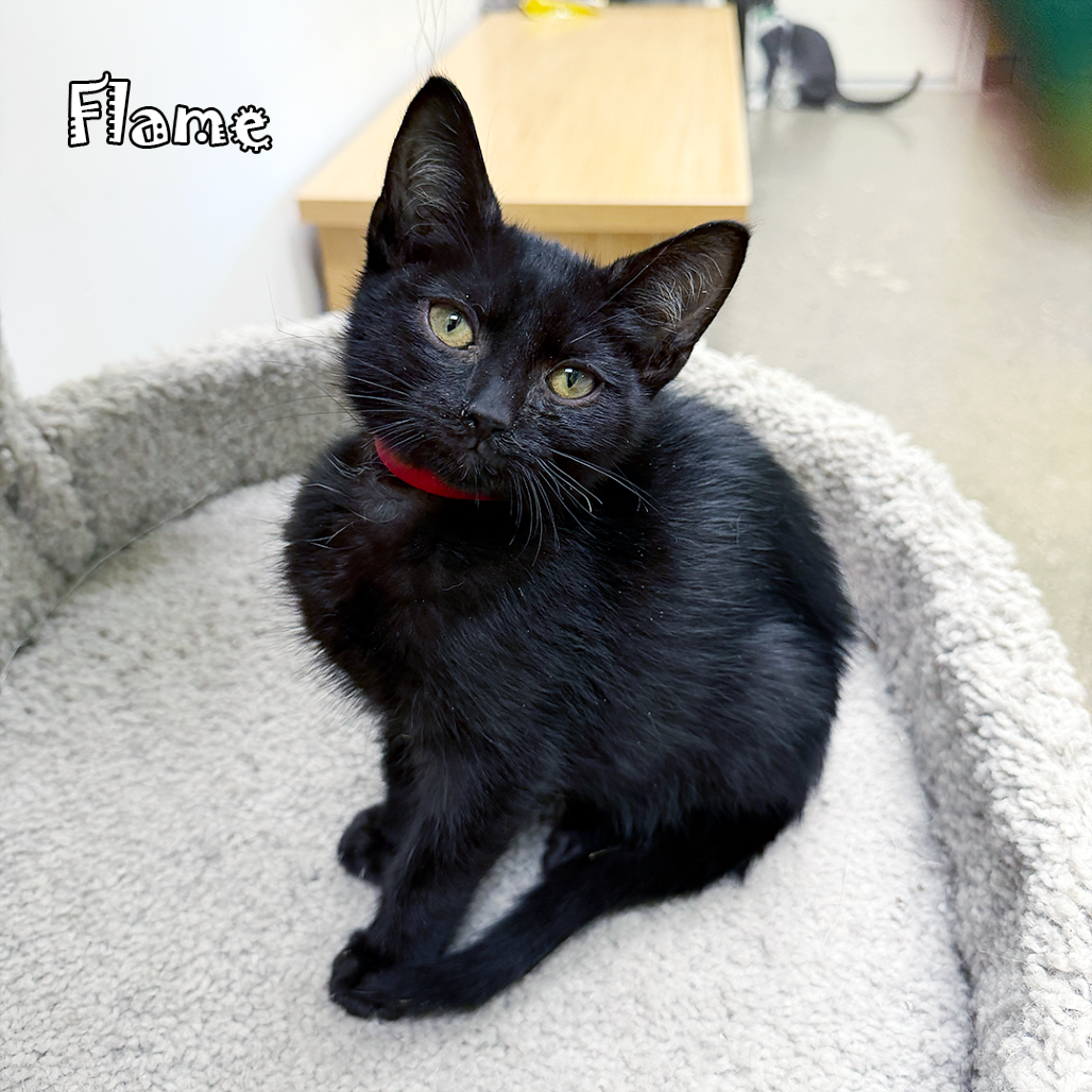 Flame, an adoptable cat
