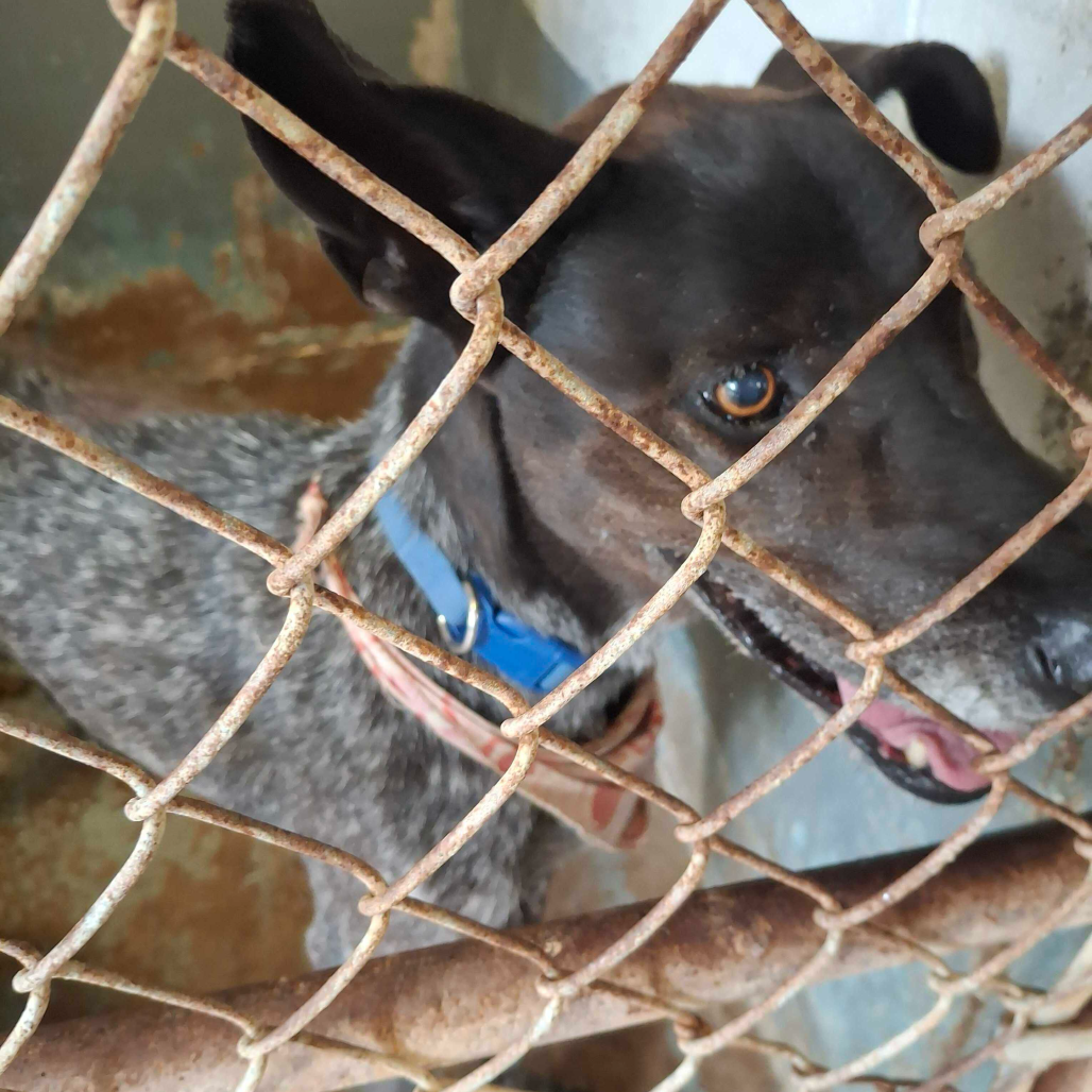 OREO - Pointer / Mix available for adoption