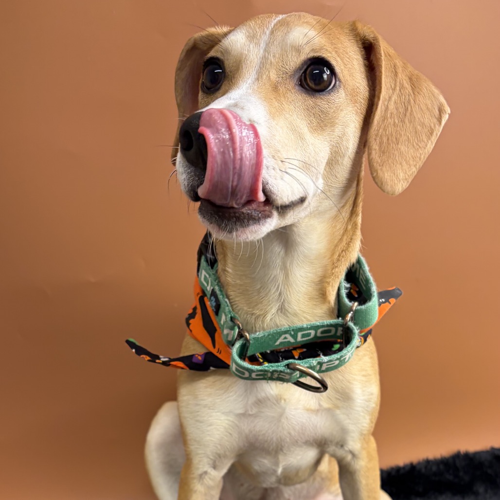 SPUR - Retriever, Yellow Labrador / Mixed Breed (Medium) for adoption in San Antonio