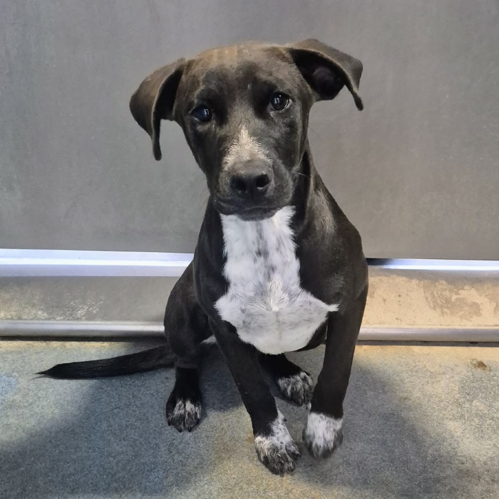 CHOCOLATE - Shepherd / Mix available for adoption