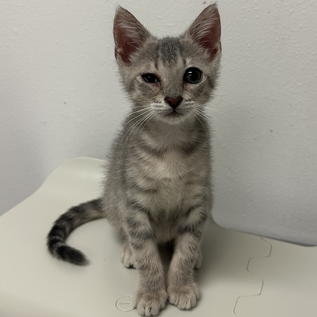 JELLY J2 - Domestic Shorthair for adoption in Edinburg