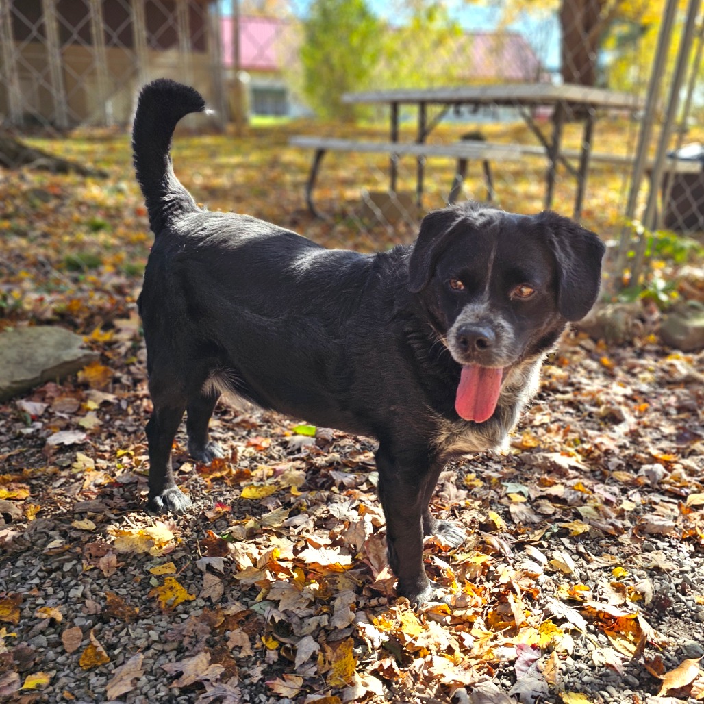 Dillon, photo 12