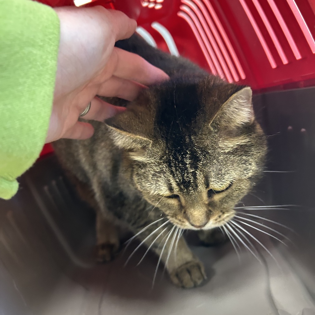 ROXY - Domestic Shorthair available for adoption