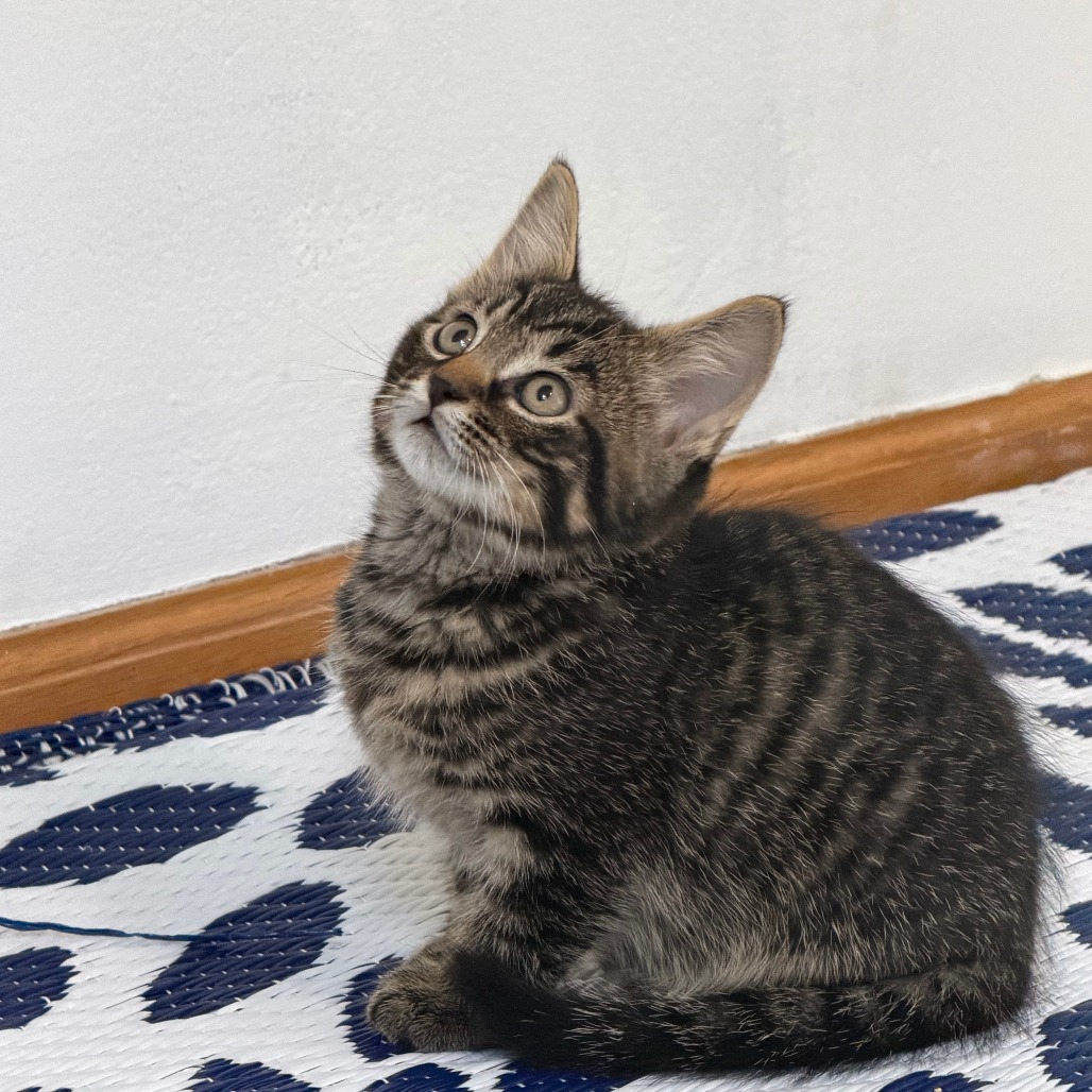 Purrince C12281