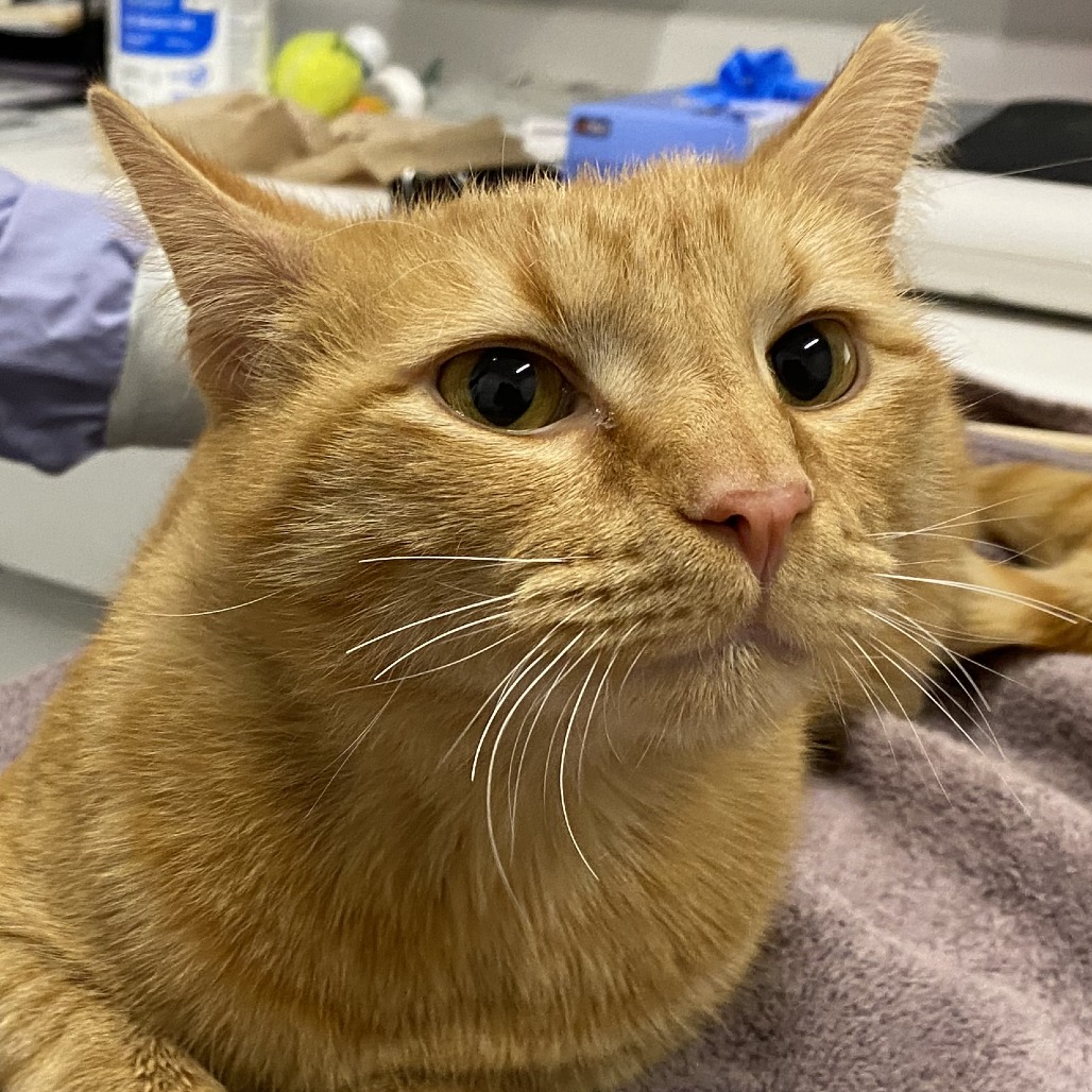 Everson — thumbnail 2