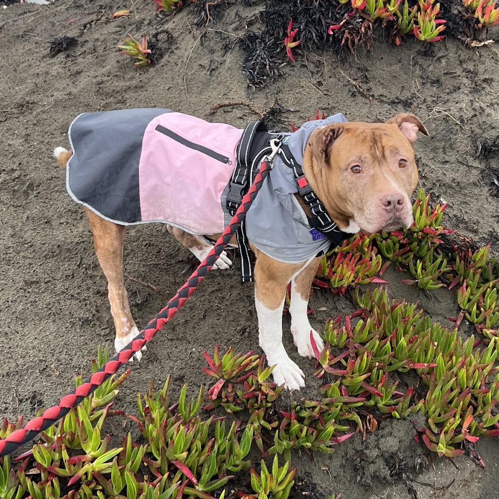 Gertrude — thumbnail 4