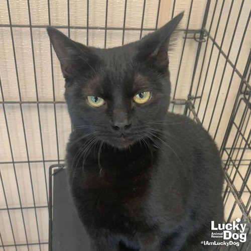 SQUEAK - Domestic Shorthair available for adoption