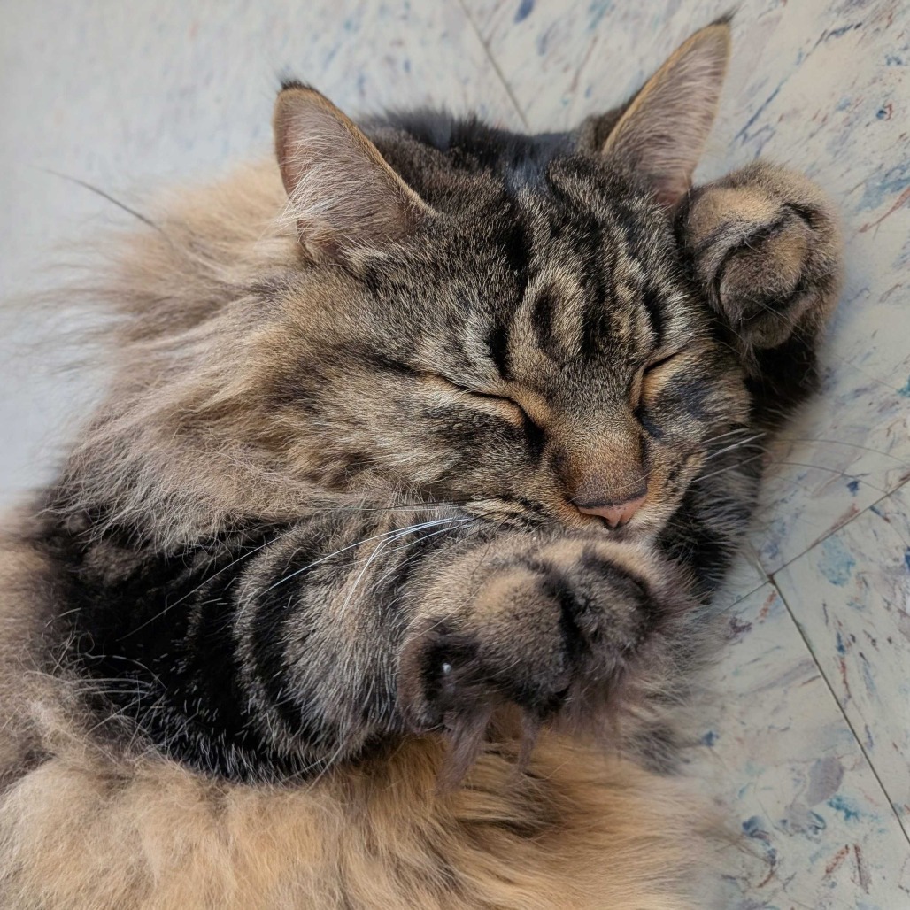 Gizmo — thumbnail 5