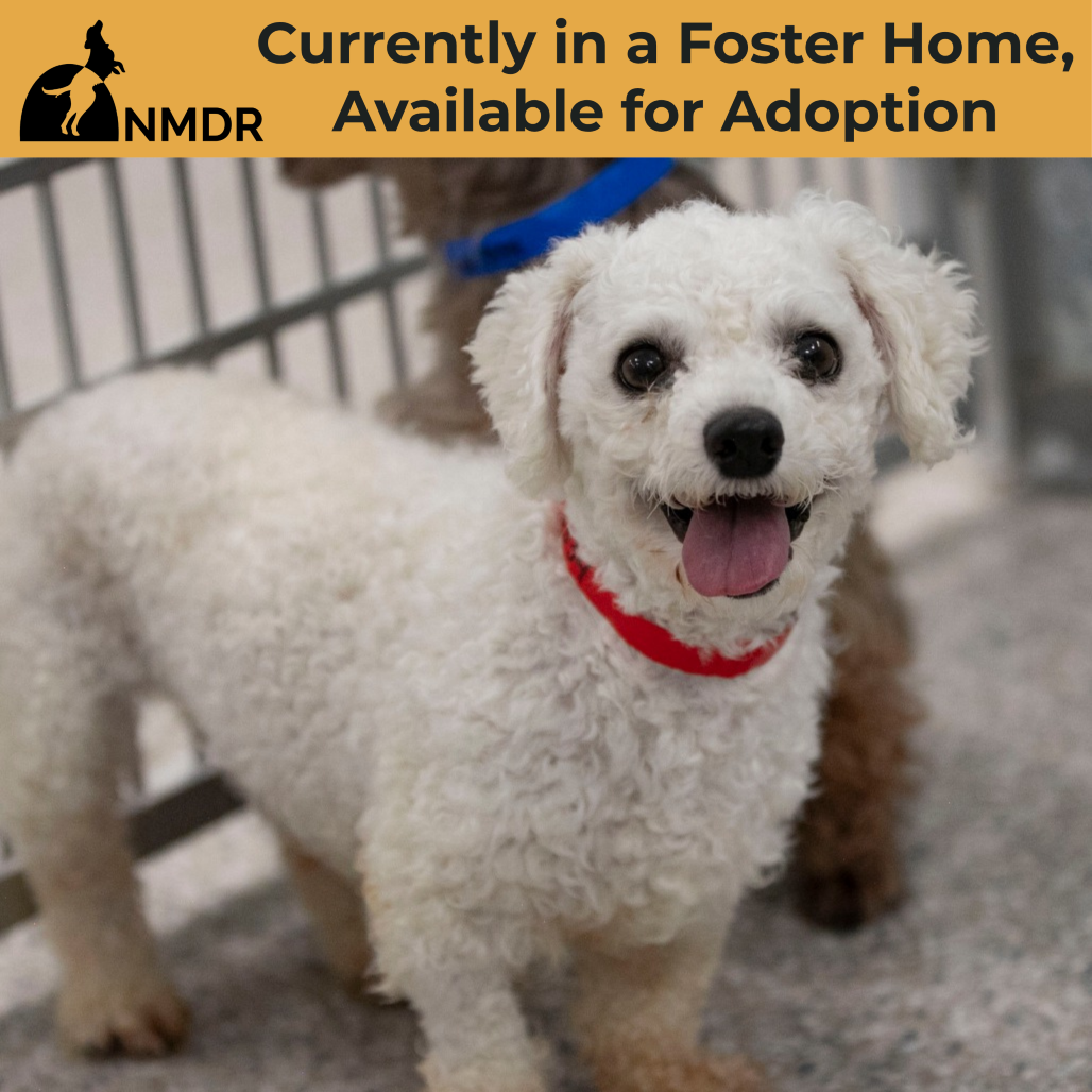 VINNY MY26-138 - Bichon Frise available for adoption