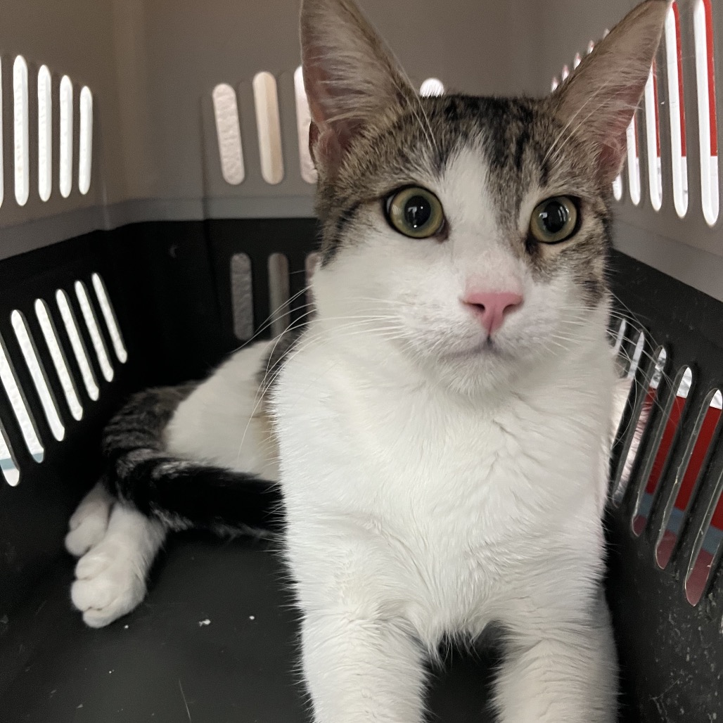 NINO - Domestic Shorthair available for adoption