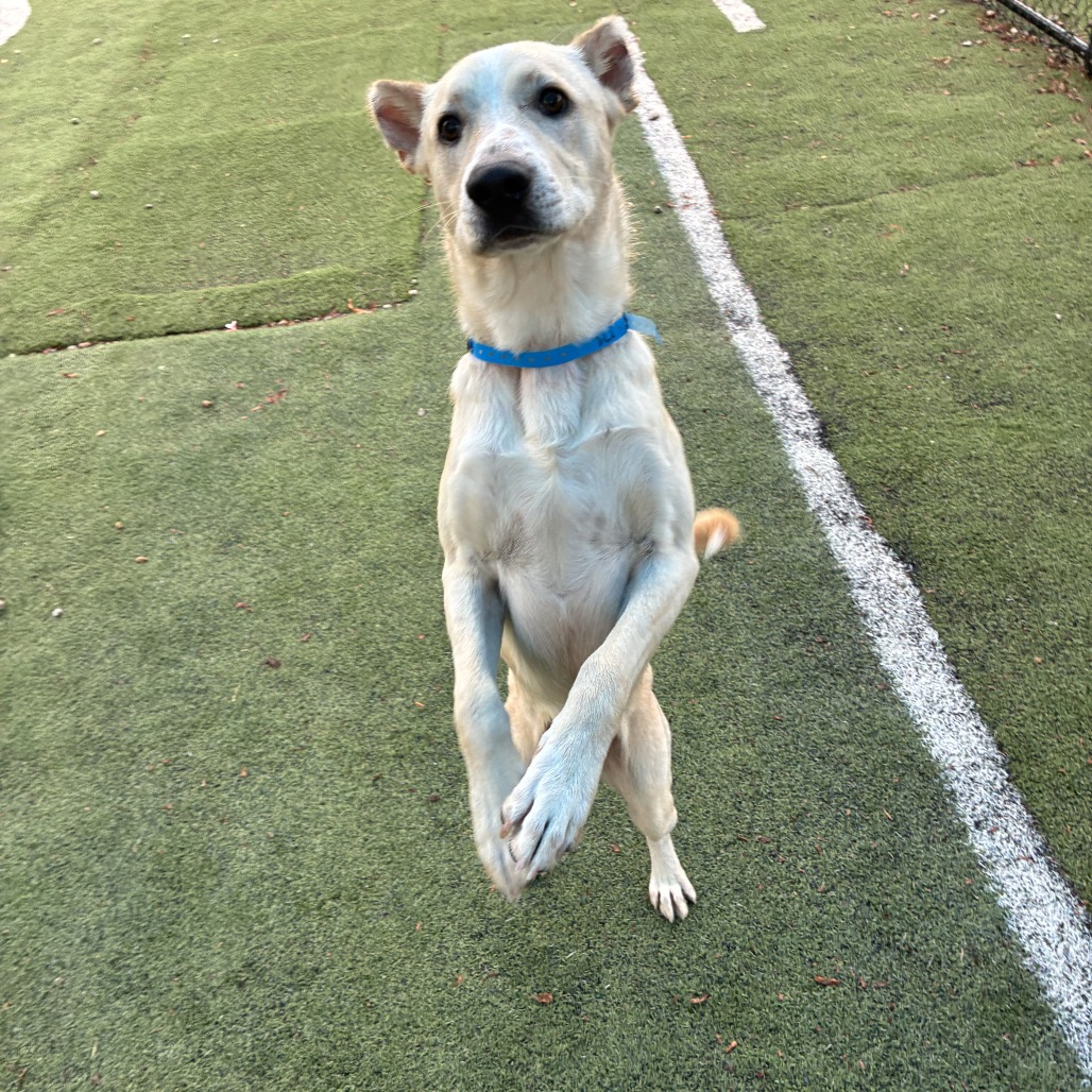 Alfie — thumbnail 7