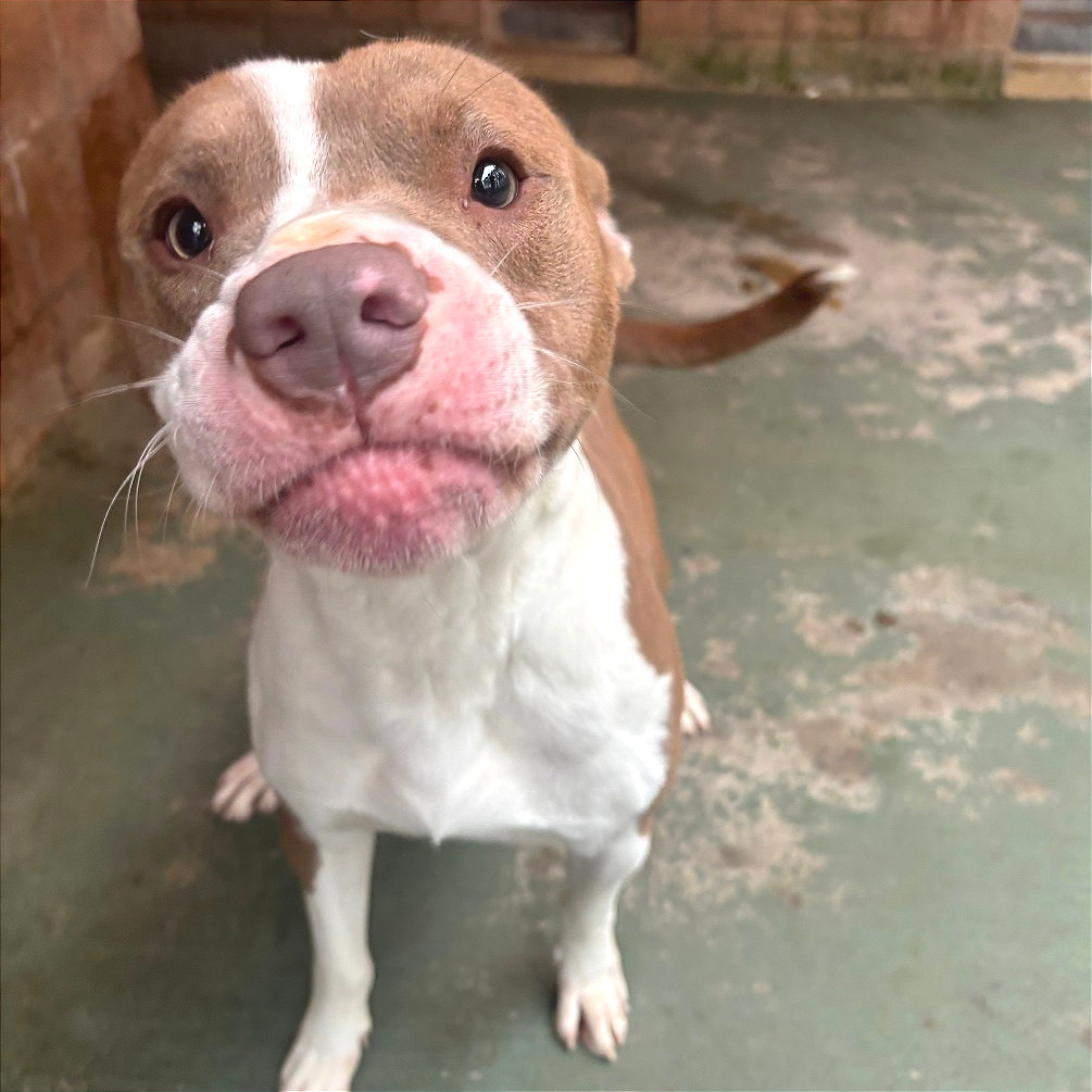 Bart — thumbnail 3