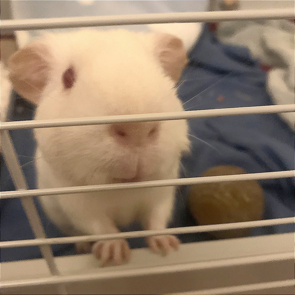 Snowflake & Nugget, photo 2
