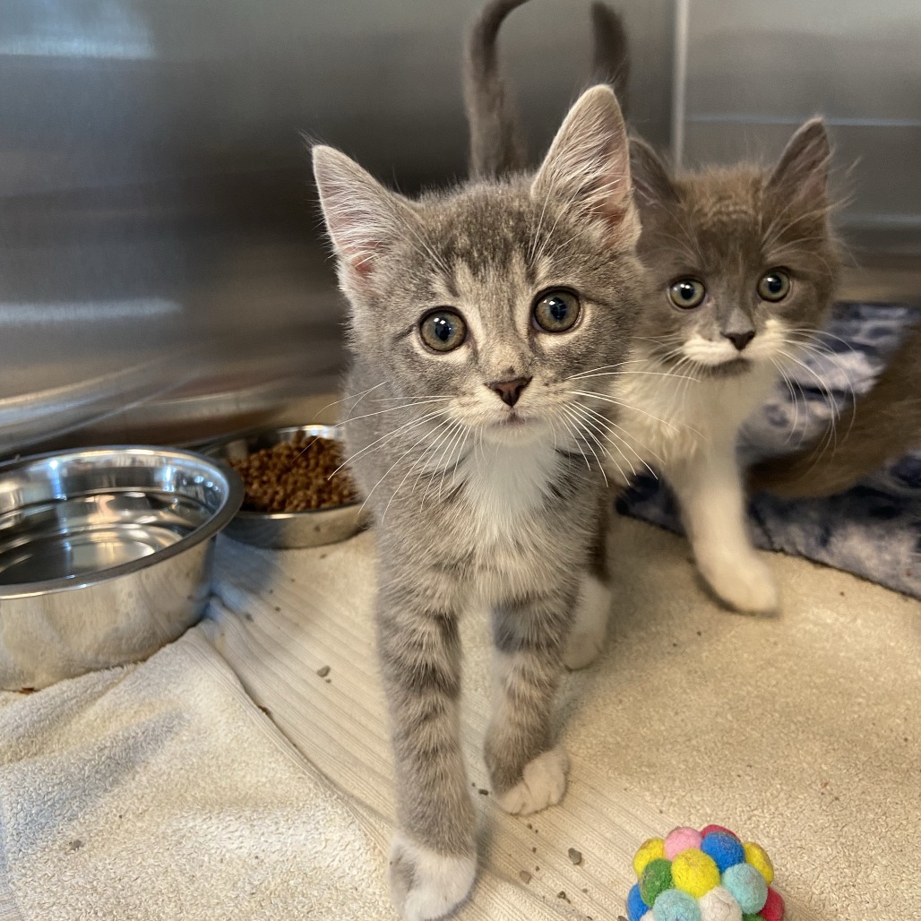 APRIL SPINK - Domestic Shorthair available for adoption