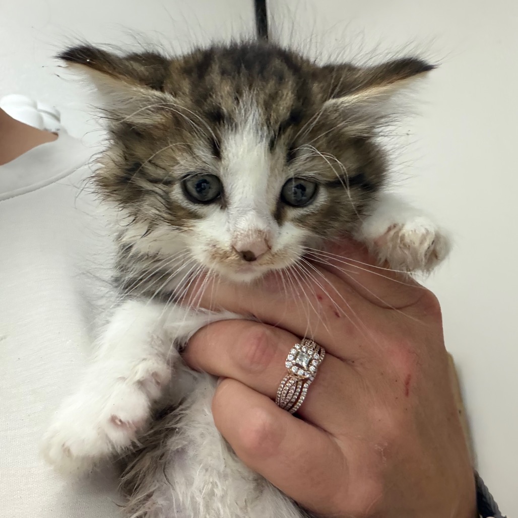 MoonPie, an adoptable cat at SPCA-BC