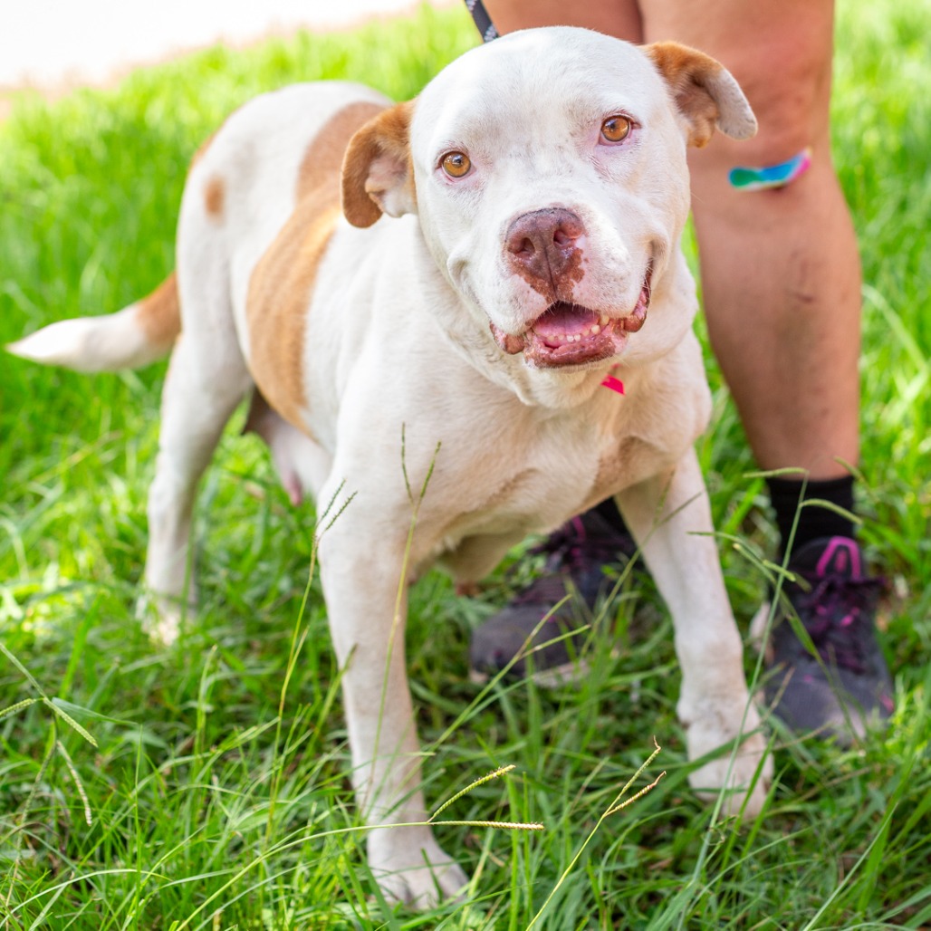 SIERRA MIST - Cattle Dog / Bulldog, American available for adoption