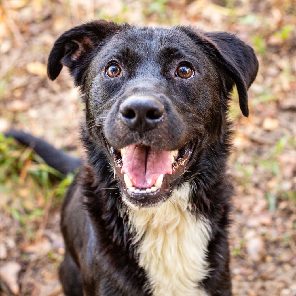 PEANUT - Collie / Retriever, Labrador available for adoption