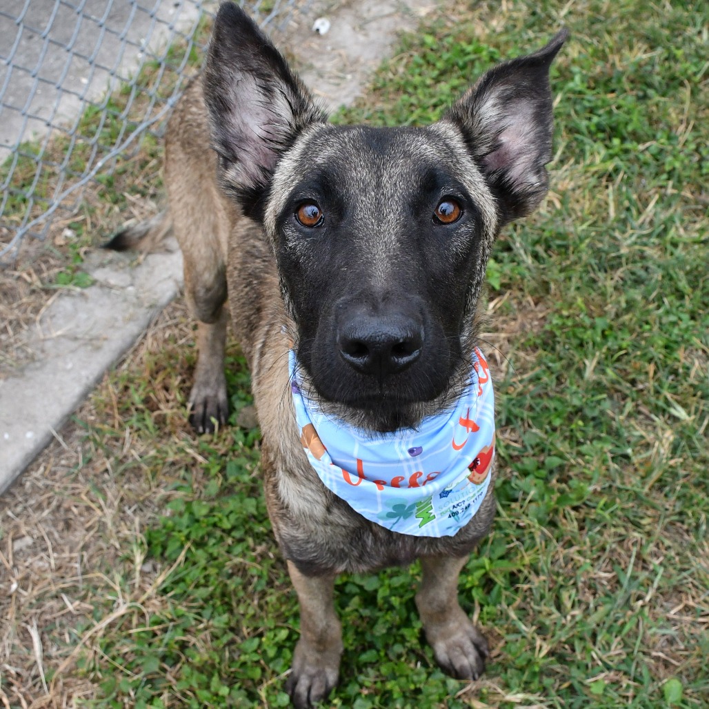 RICKY BOBBY - Shepherd / German available for adoption