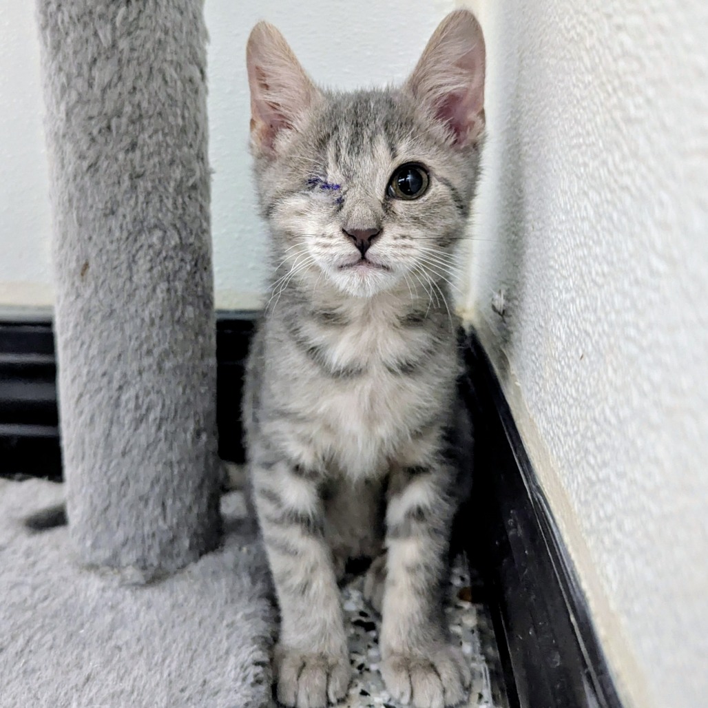 STEVIE - Domestic Medium Hair for adoption in Madison