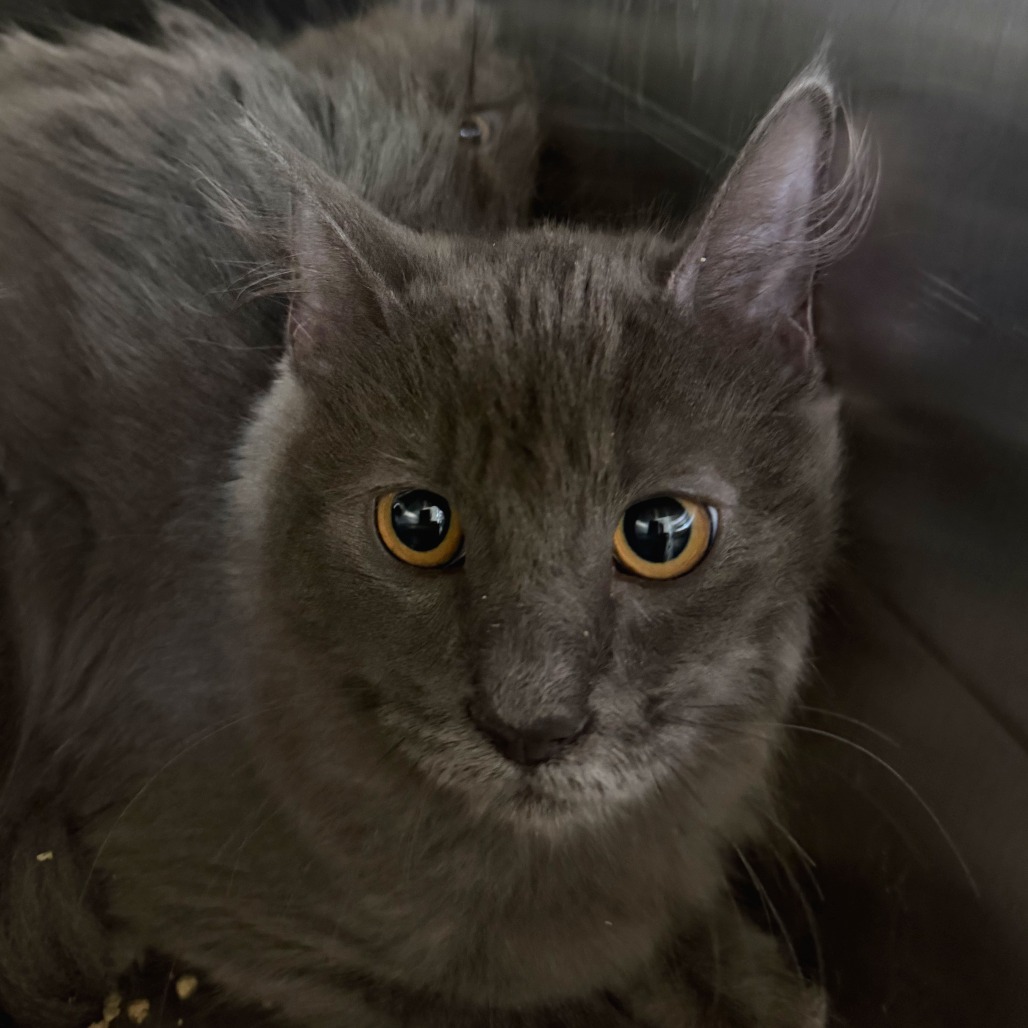 OAKLEY - Domestic Medium Hair available for adoption