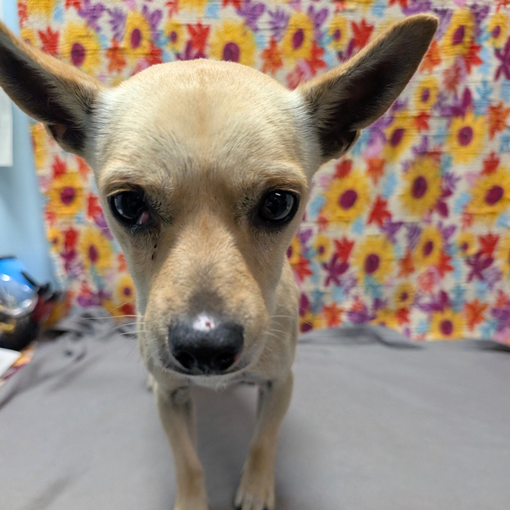 Gordon — thumbnail 3