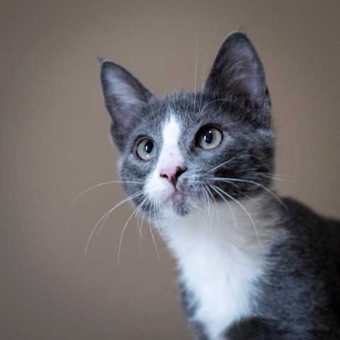 STERLING - Domestic Shorthair available for adoption