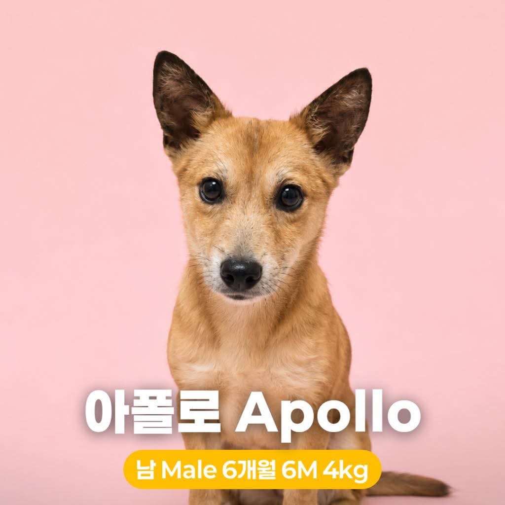 Apollo