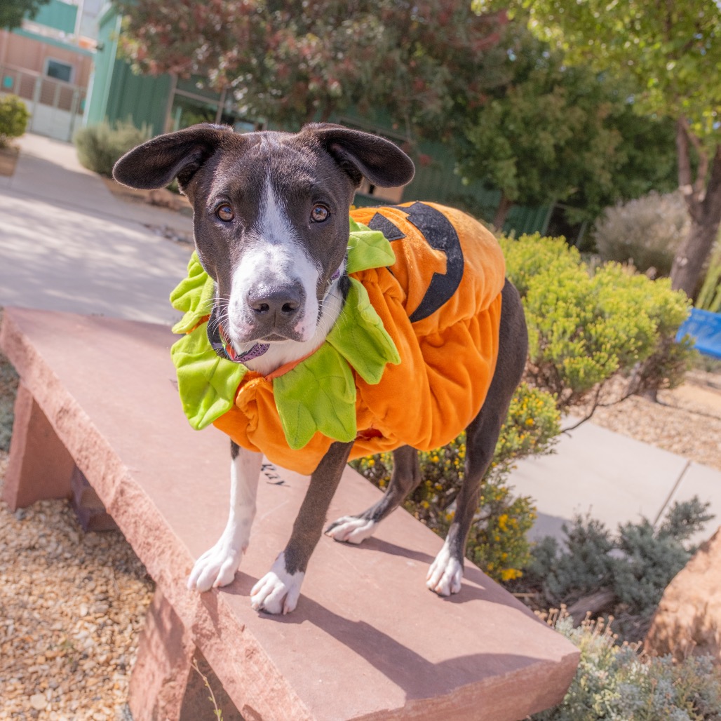 Bernie is available for adoption at Animal Humane New Mexico