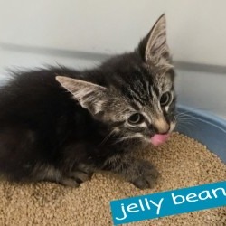 JELLY BEAN - Domestic Medium Hair available for adoption