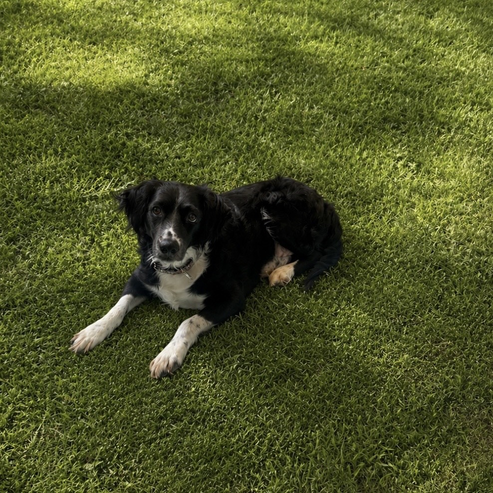 MACARON - Mixed Breed (Medium) available for adoption