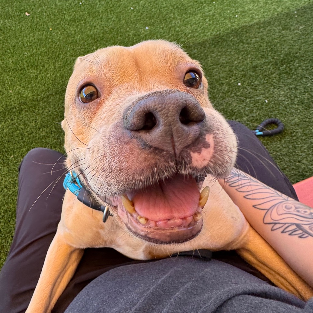 LADY FINESSE - Mixed Breed (Medium) available for adoption