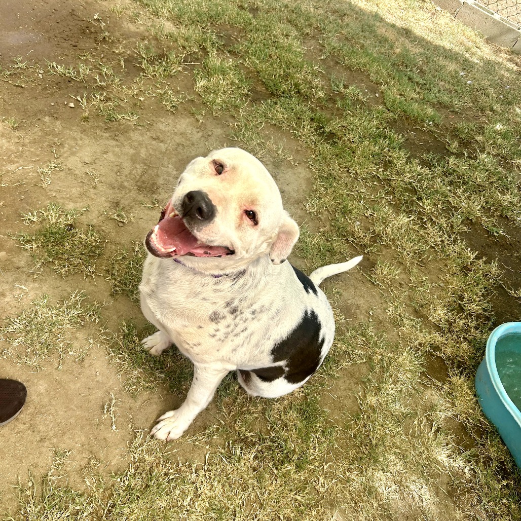 Georgie, photo 6