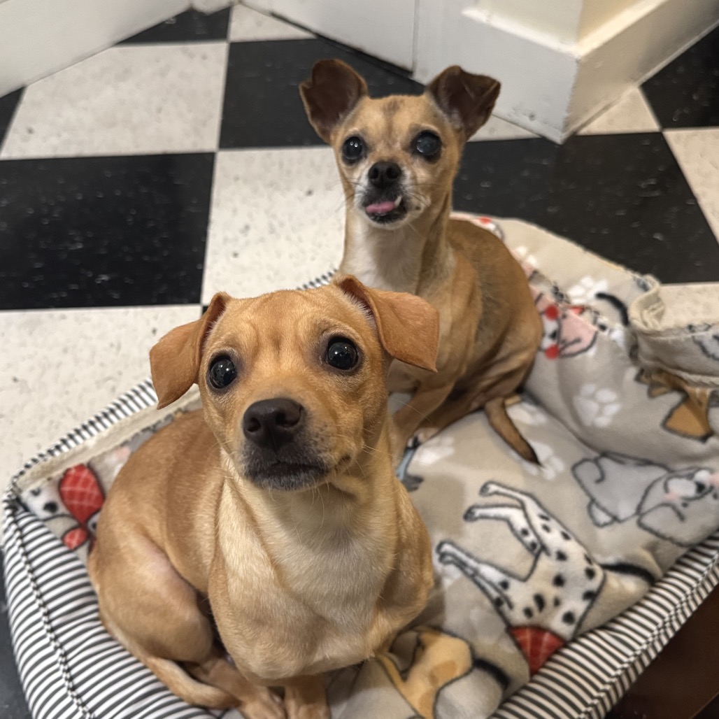 Little Bit — thumbnail 5