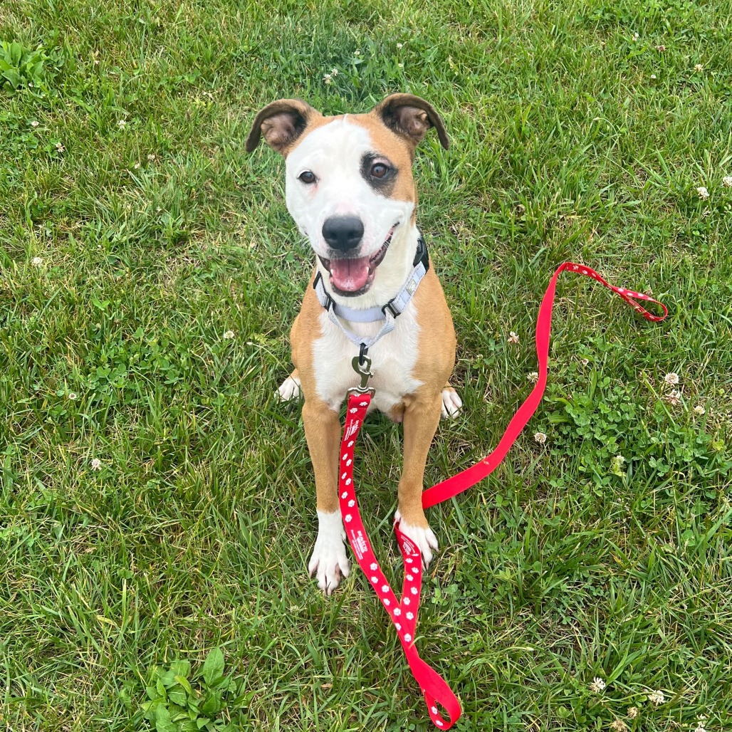 HANNAH - Mixed Breed (Medium) available for adoption