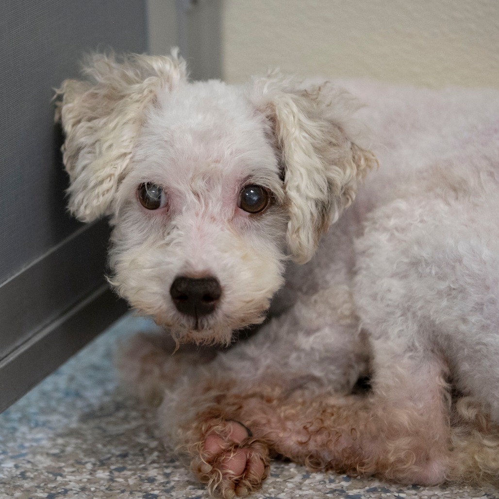 GEORGIE (AG26-90) - Poodle / Miniature available for adoption