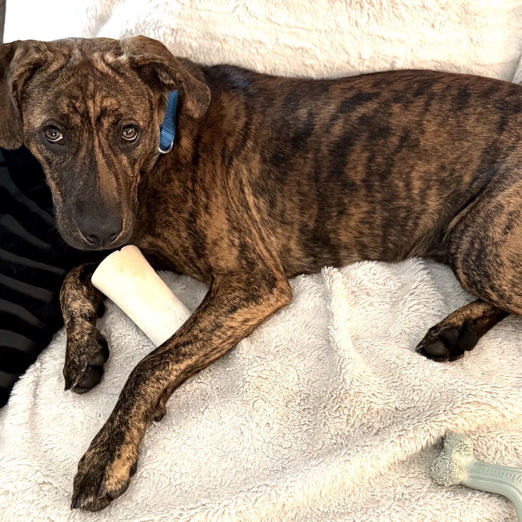 ROLO - Hound, Plott / Mixed Breed (Medium) available for adoption