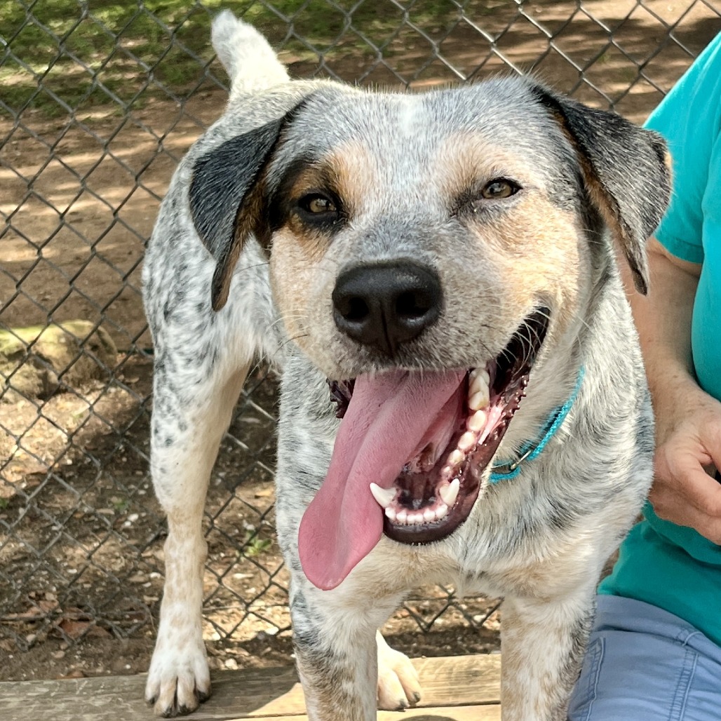 E.L.F. - Cattle Dog / Australian (Blue Heeler) available for adoption