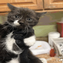 Sesame — thumbnail 2