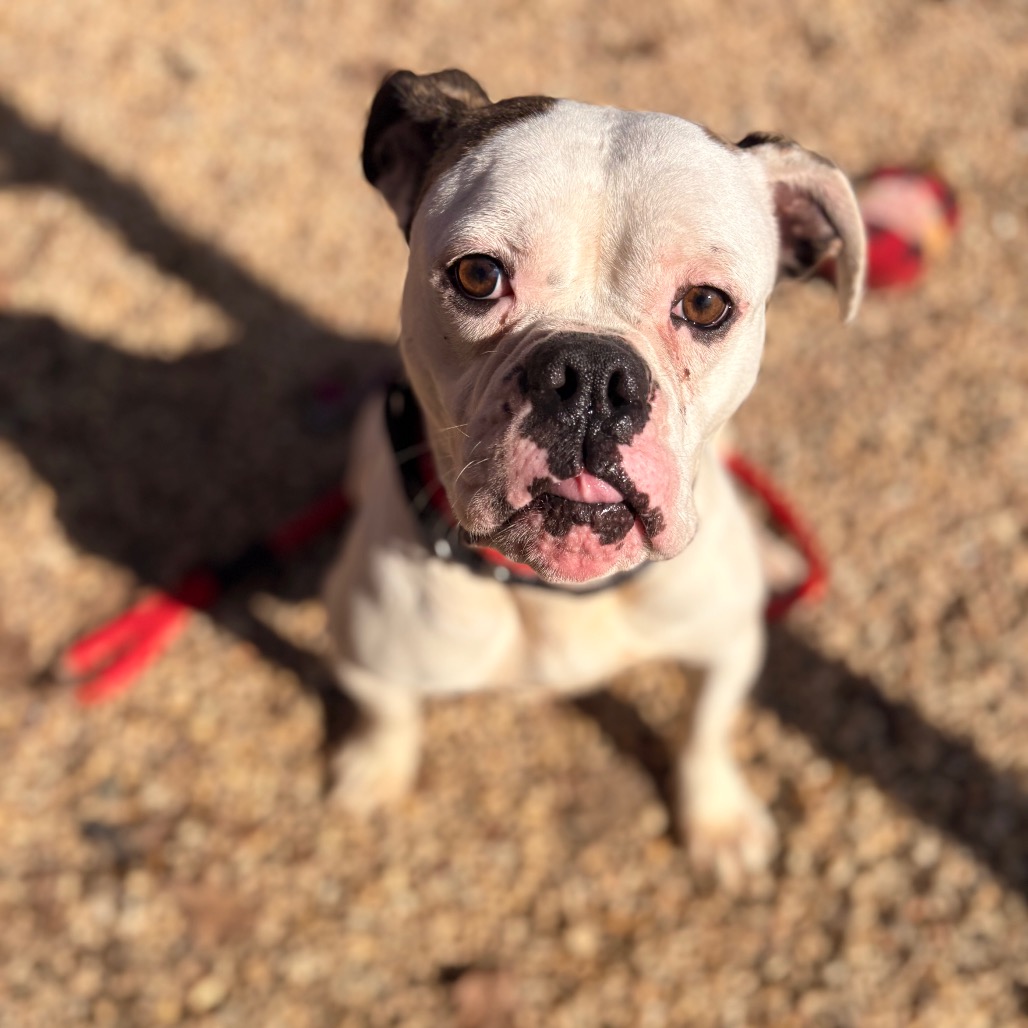 Devin — thumbnail 2