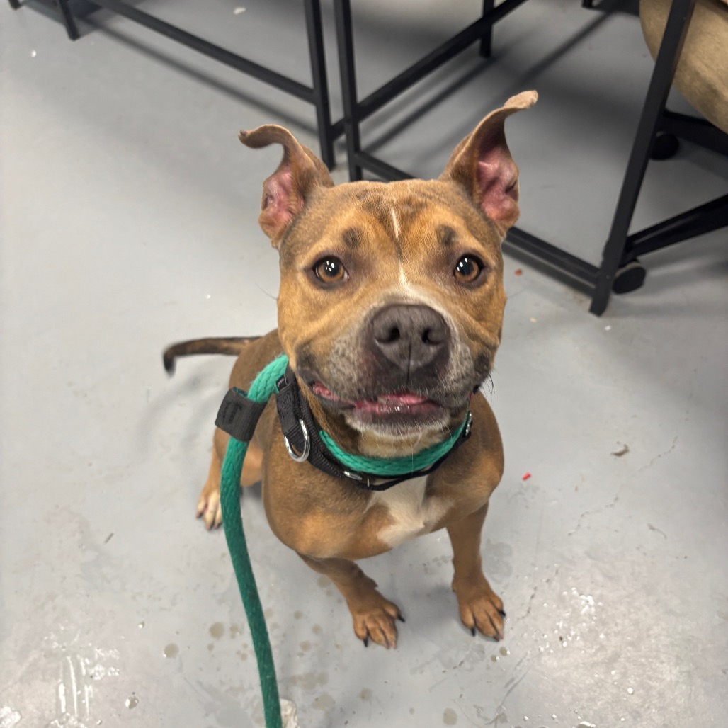 Sadie — thumbnail 2