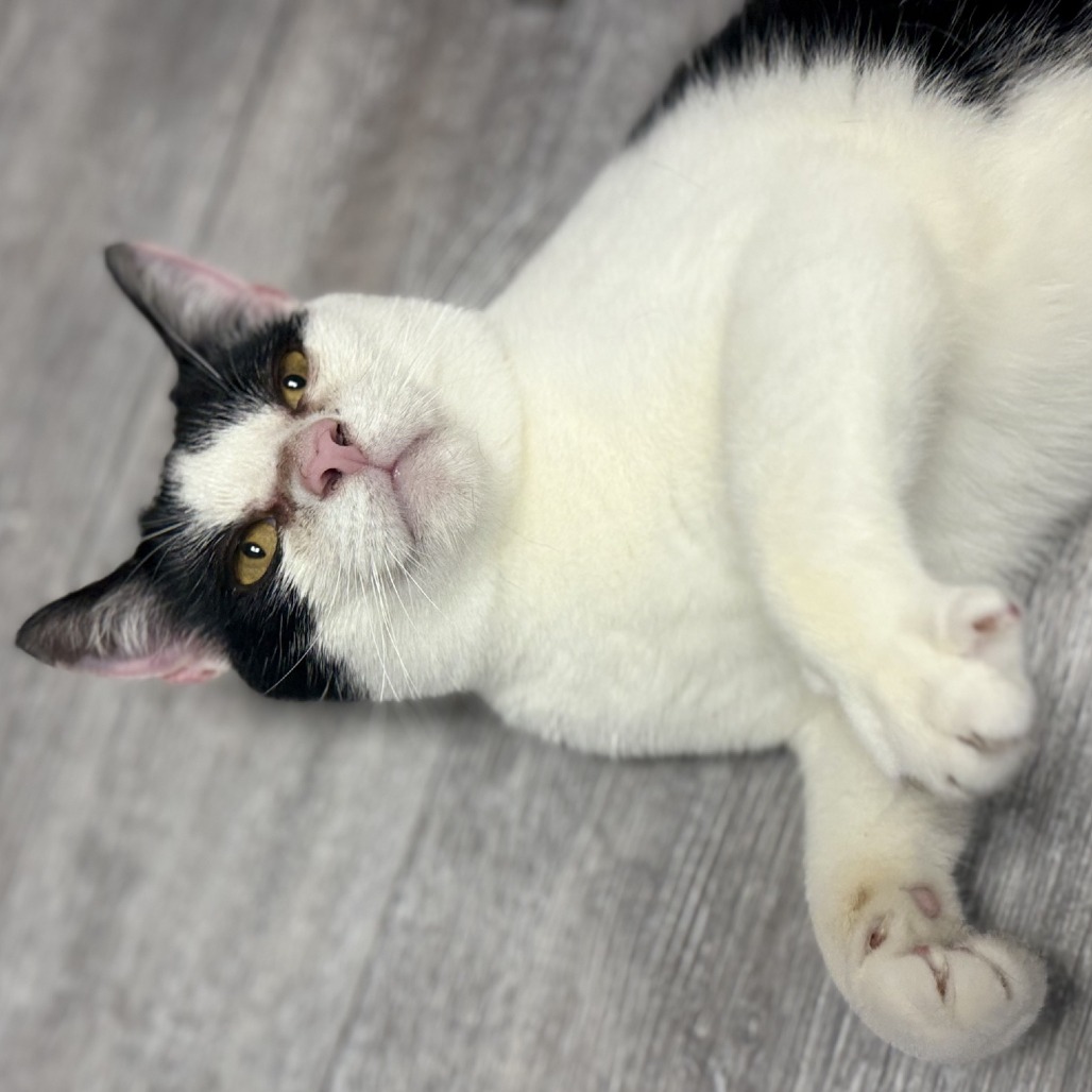 MooMoo, photo 4