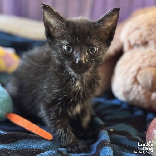 GOLDIE - Domestic Shorthair available for adoption