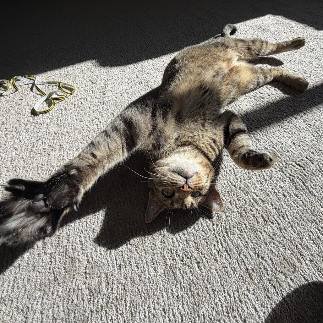 Kiwi, photo 5