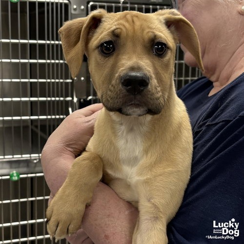 EMMIT - Terrier / Shepherd available for adoption