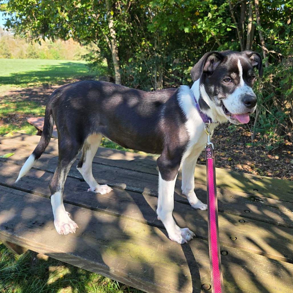 Taffy, photo 24